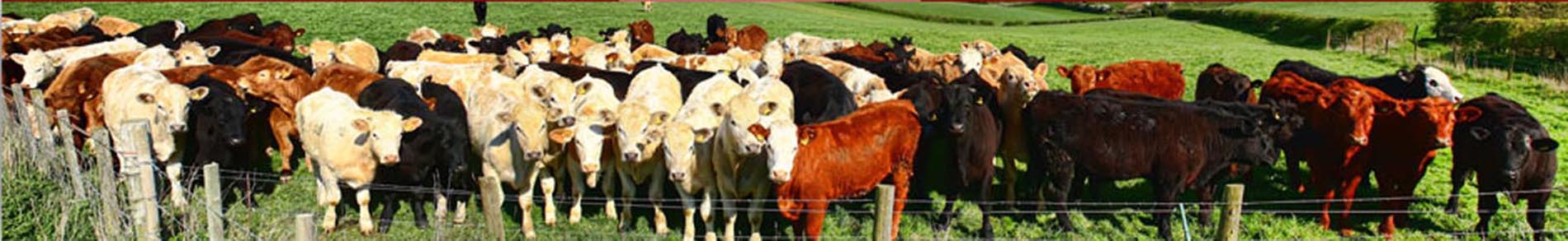 Comprar Bofe de Vaca por Mayor Frigorificos para Restaurantes Parrillas Menudencias Vacunas Embutidos Zona Norte Chacinados